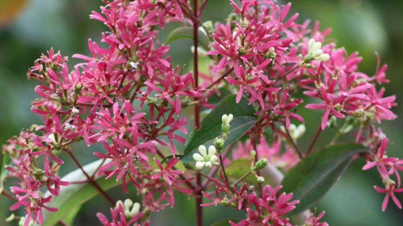 Plante : HEMI