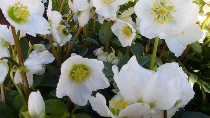 Plante : HENI