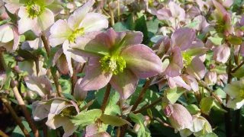 Plante : HEOR