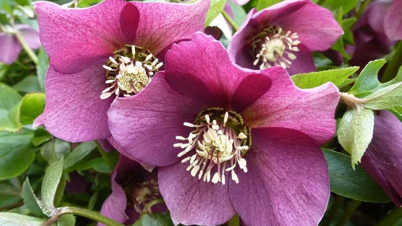 Plante : HEORPILA