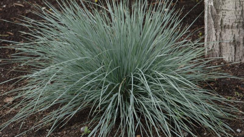 Plante : HESE