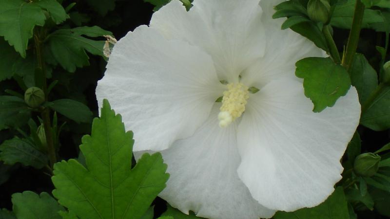 Plante : HISSYDI
