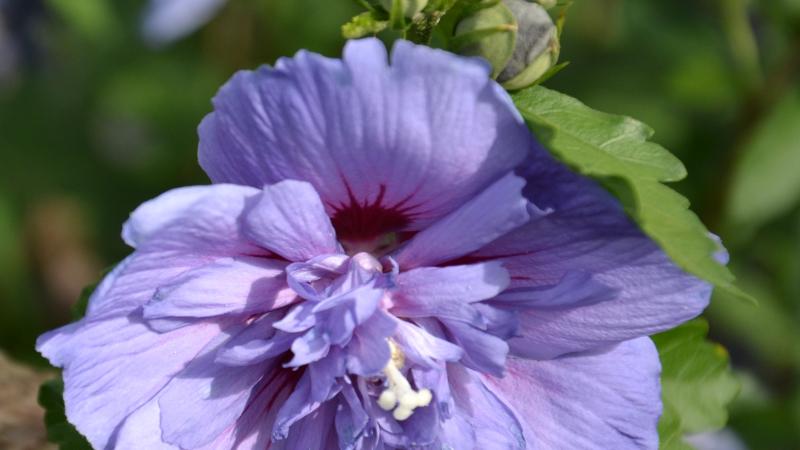 Plante : HISYBLCH