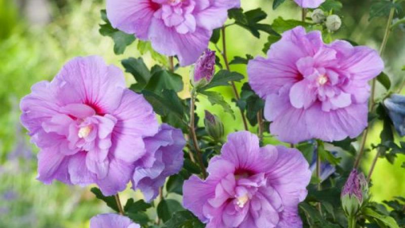 Plante : HISYLACH