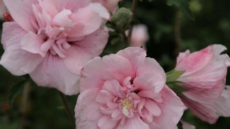 Plante : HISYMA