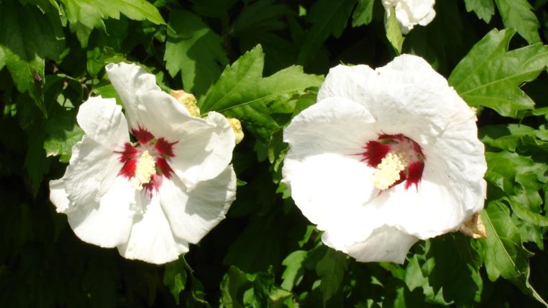 Plante : HISYME