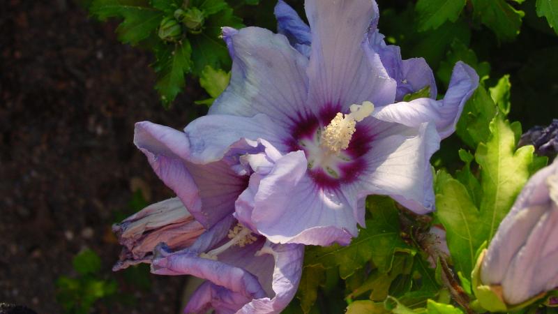 Plante : HISYOIBL