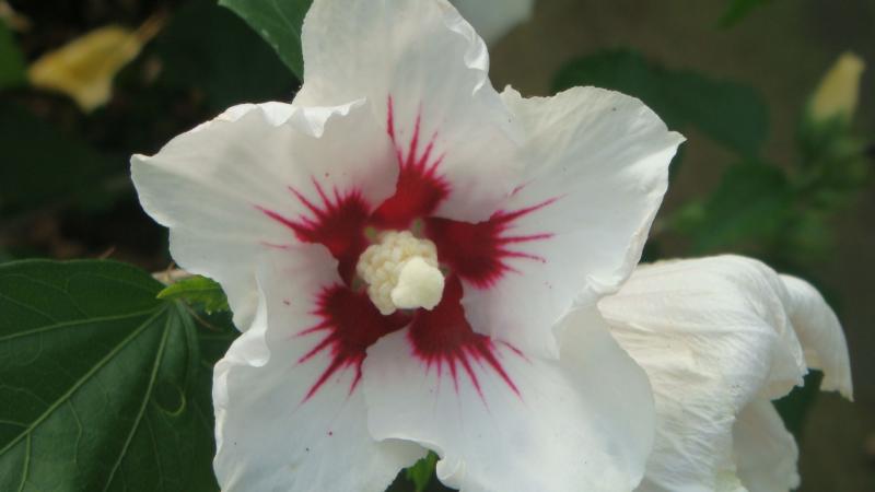 Plante : HISYREHE
