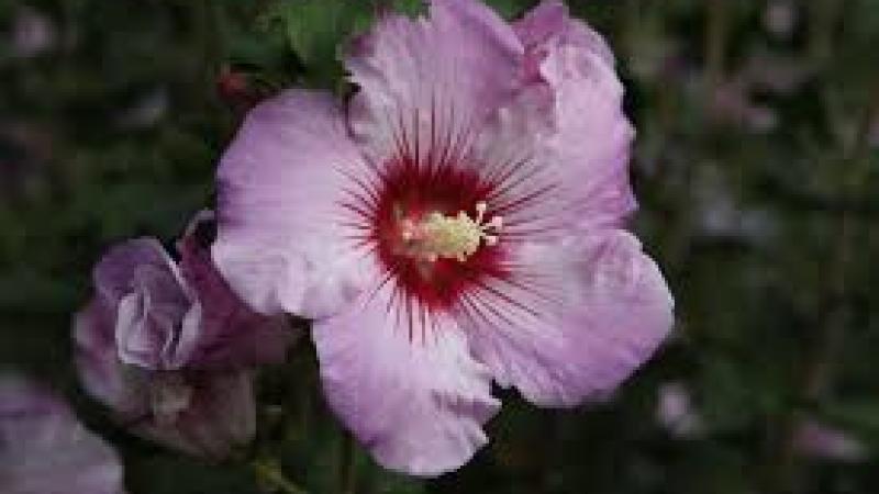 Plante : HISYRO
