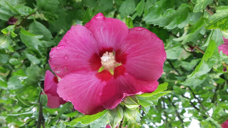 Plante : HISYWO