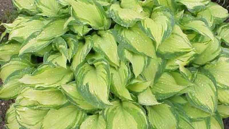 Plante : HOFOAL