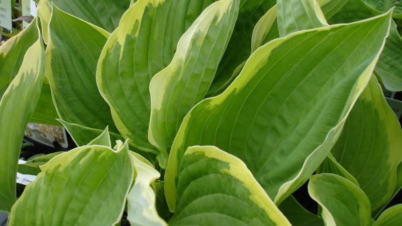 Plante : HOHYAU