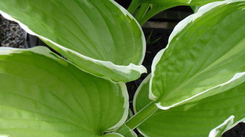 Plante : HOHYFR