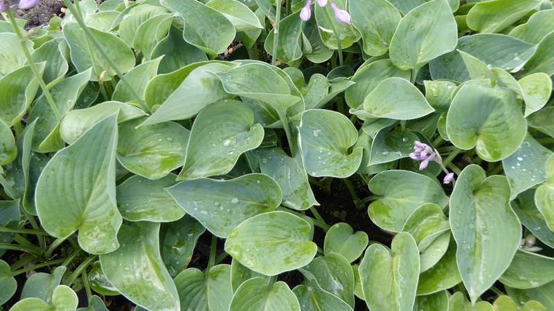 Plante : HOHYTRBL