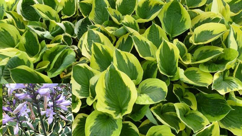 Plante : HOHYTW