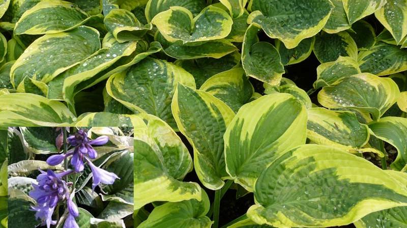 Plante : HOHYWIBR