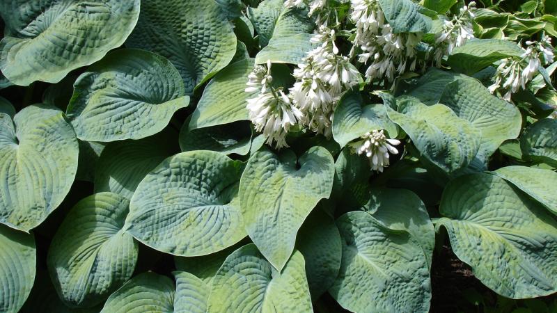 Plante : HOSIEL