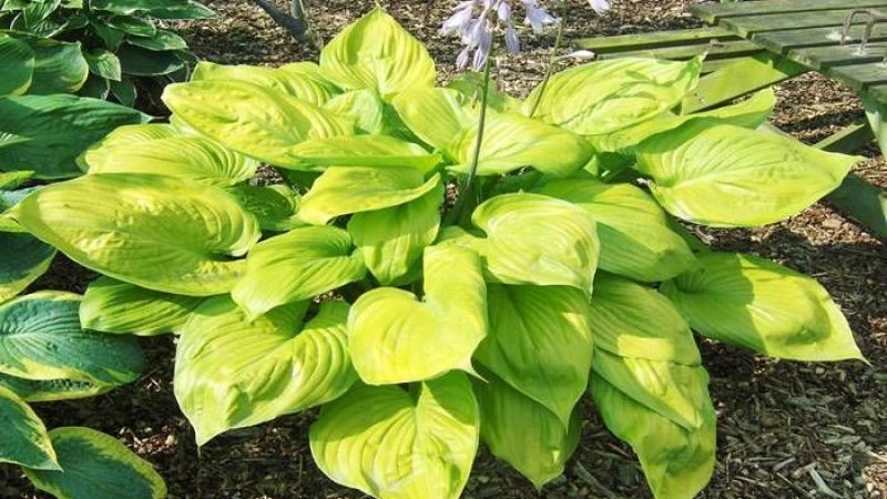 Plante : HOSUSU