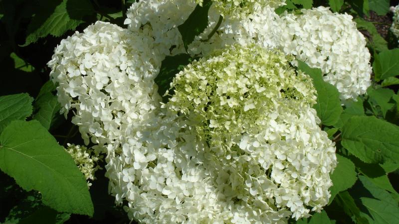 Plante : HYARAN