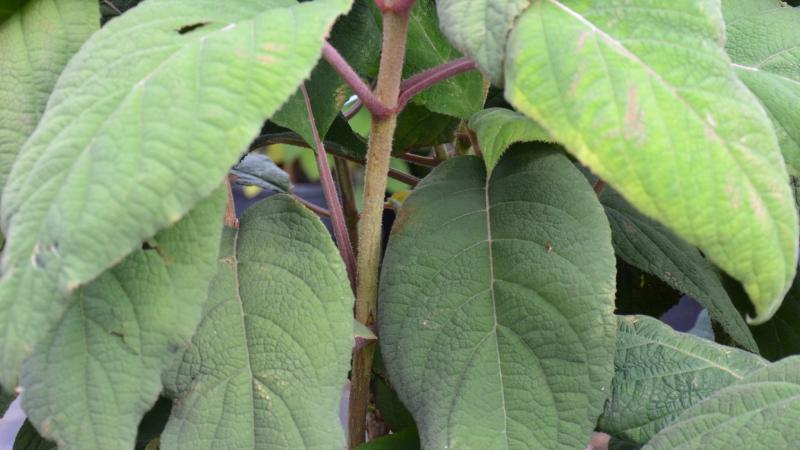 Plante : HYASMA