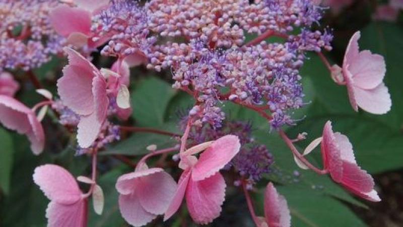 Plante : HYASMY