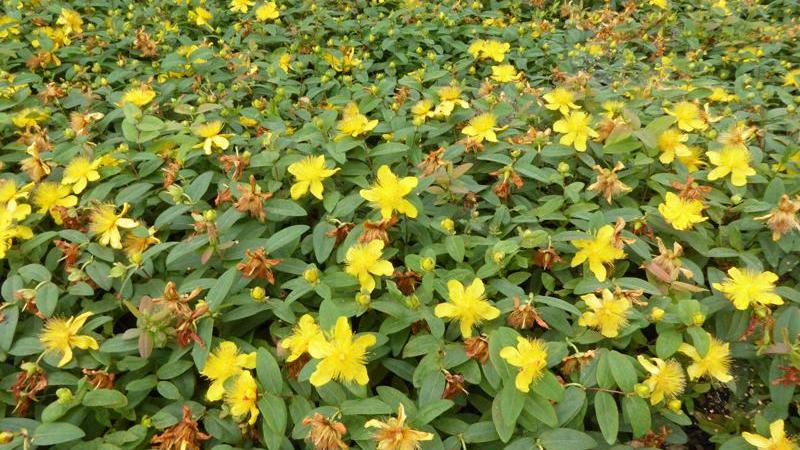 Plante : HYCA