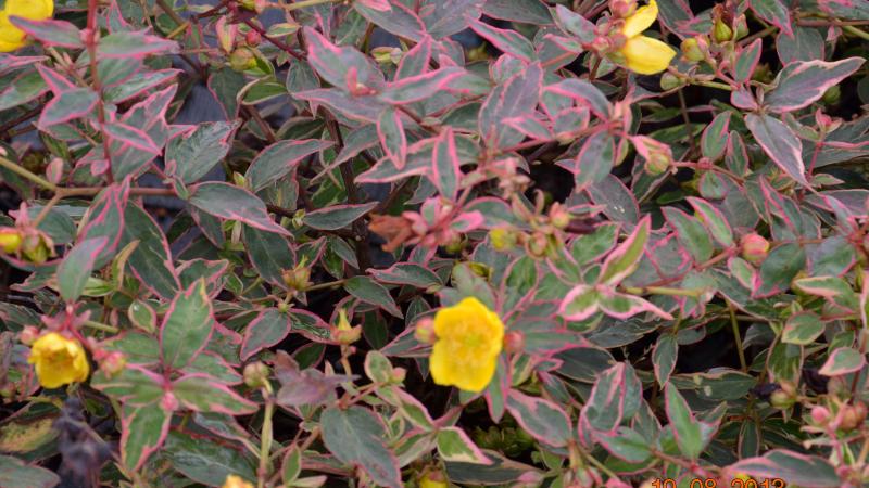 Plante : HYHI