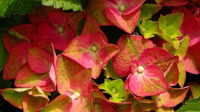 Plante : HYMAAL