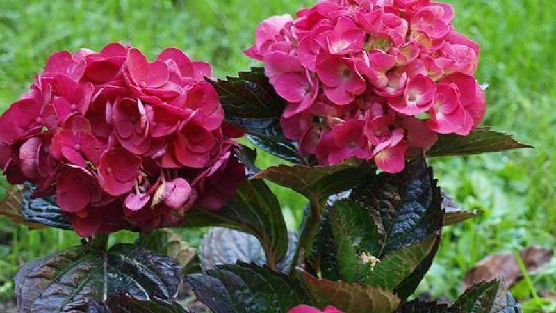 Plante : HYMABLA