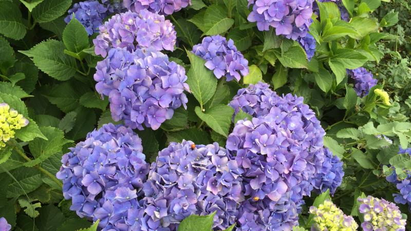 Plante : HYMABLDA