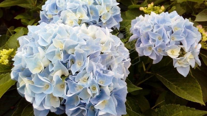 Plante : HYMAEN