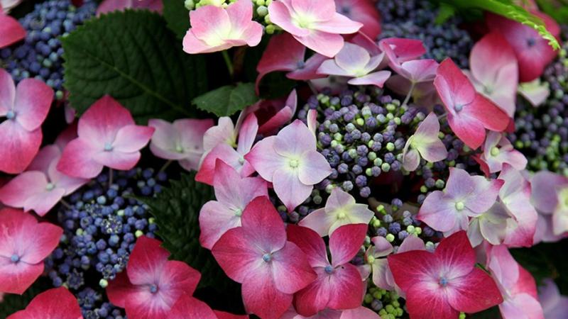 Plante : HYMAKA