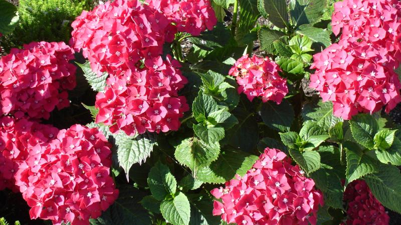 Plante : HYMAKIGE