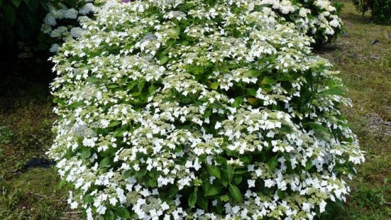 Plante : HYMALAWH