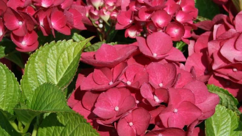 Plante : HYMAREBA