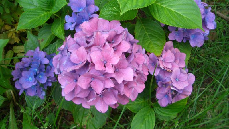 Plante : HYMAROS