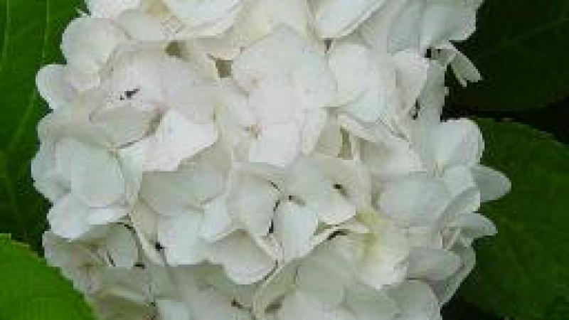 Plante : HYME