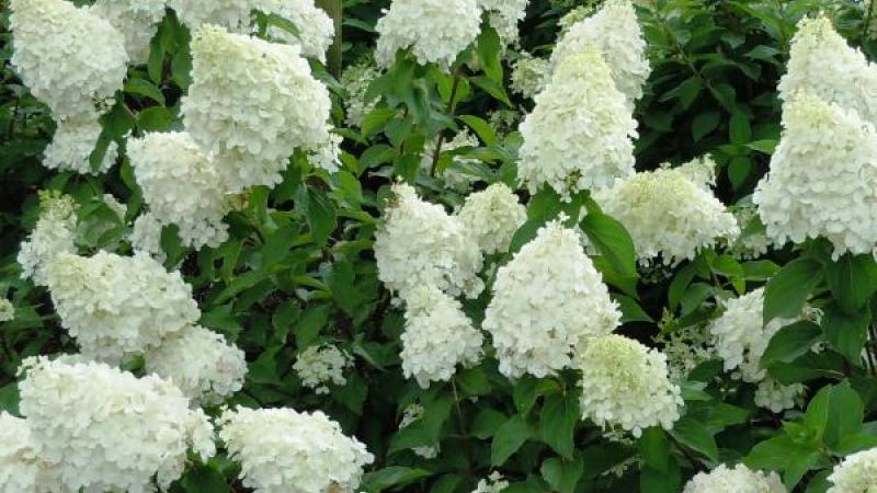 Plante : HYPASK