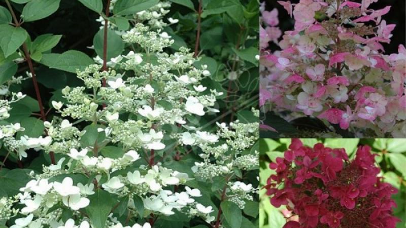 Plante : HYPAWIRE