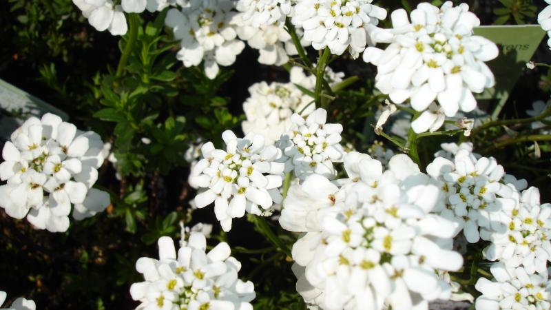 Plante : IBSN
