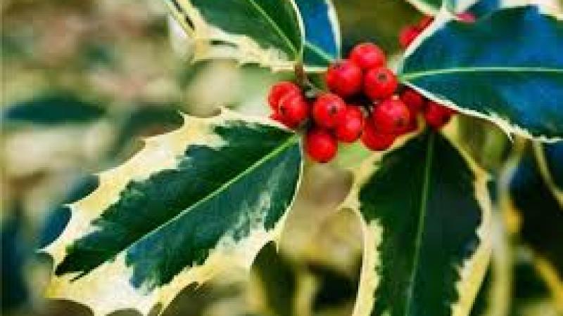 Plante : ILAQMABR
