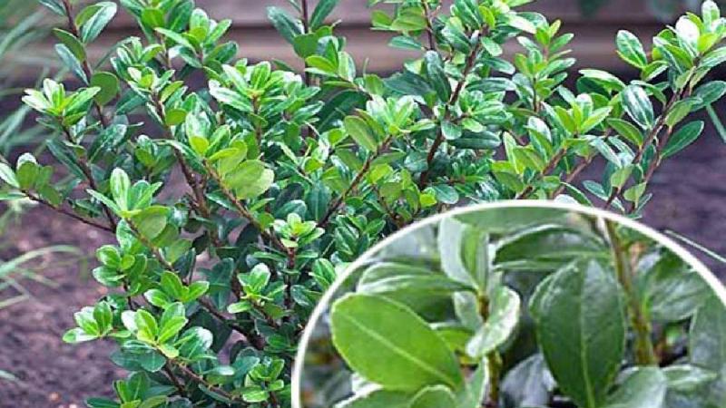 Plante : ILCRCA