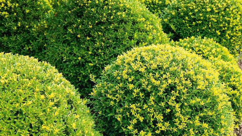 Plante : ILCRDAGR