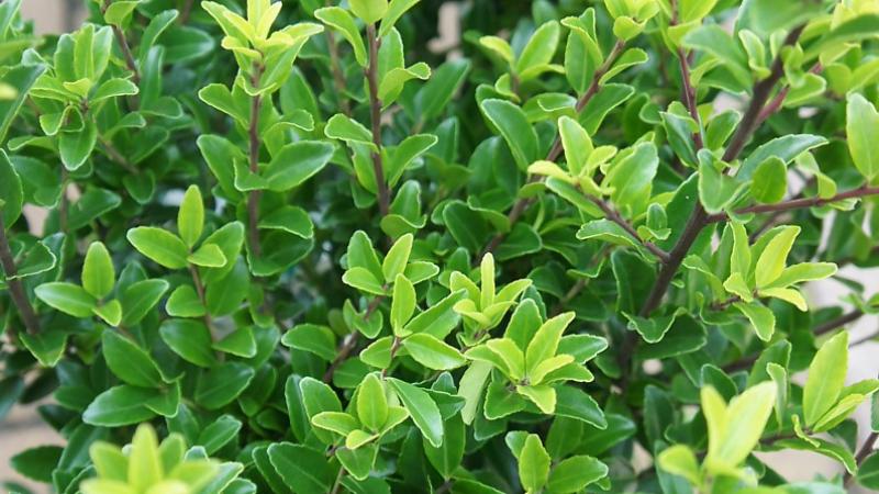 Plante : ILMAKA