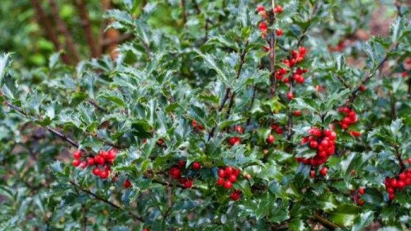 Plante : ILMEBLAN