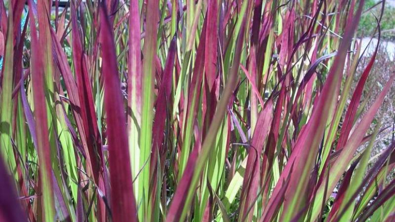 Plante : IMREBA