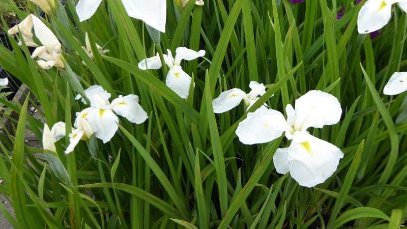 Plante : IRENDI