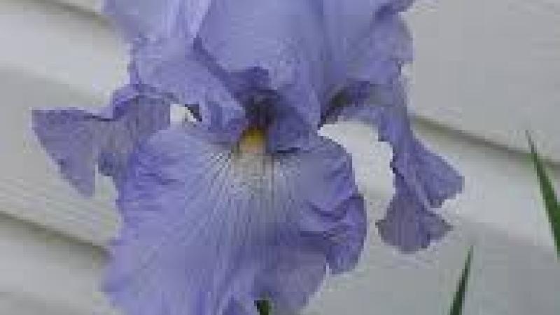 Plante : IRGBABR