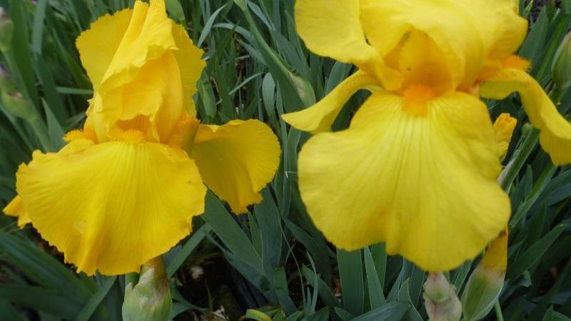 Plante : IRGEOLKA