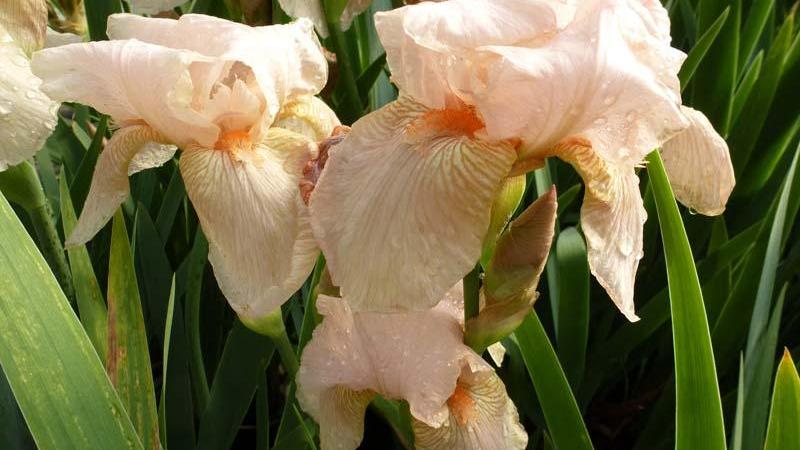 Plante : IRGEPIOR